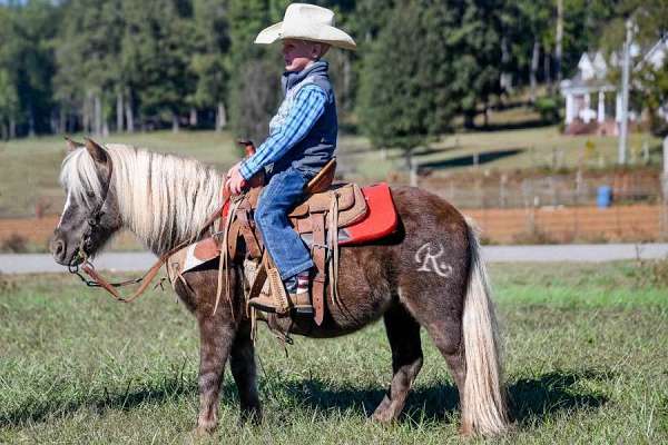 experienced-haflinger-horse