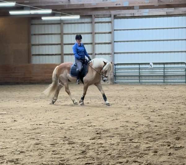 haflinger-pony-dressage-jump