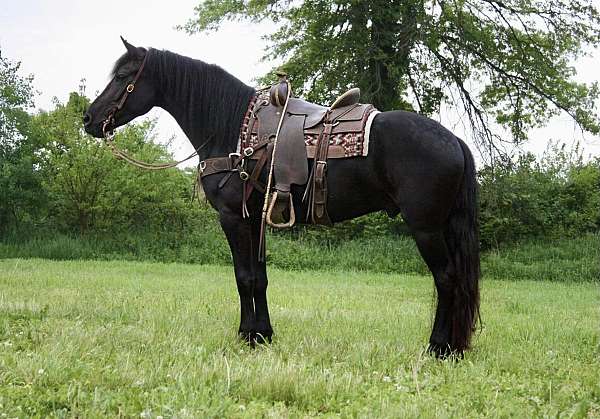 black-none-horse