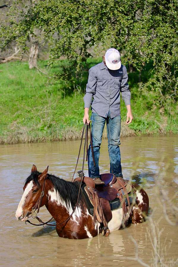 beginner-safe-quarter-horse