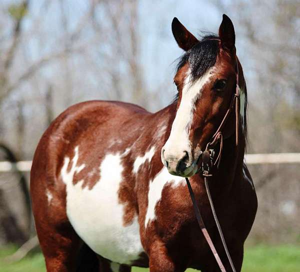 athletic-quarter-horse