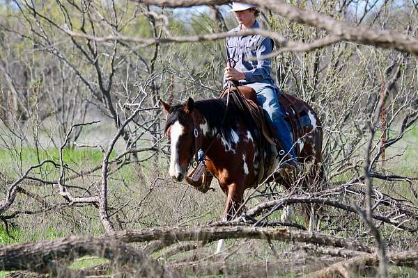 experienced-quarter-horse