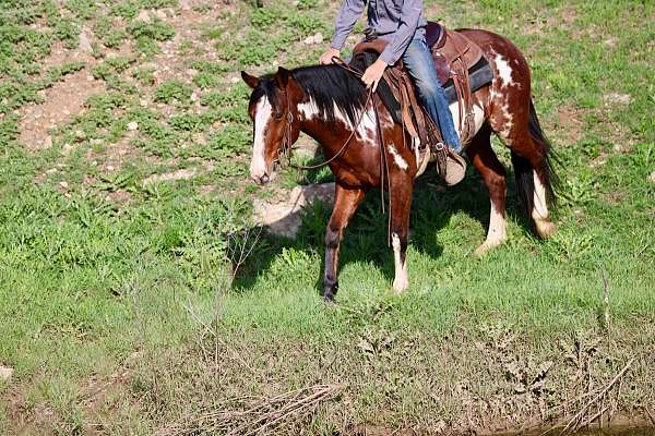 flashy-quarter-horse