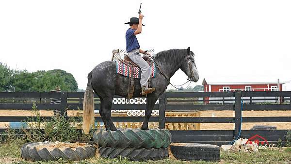 beginner-safe-quarter-horse