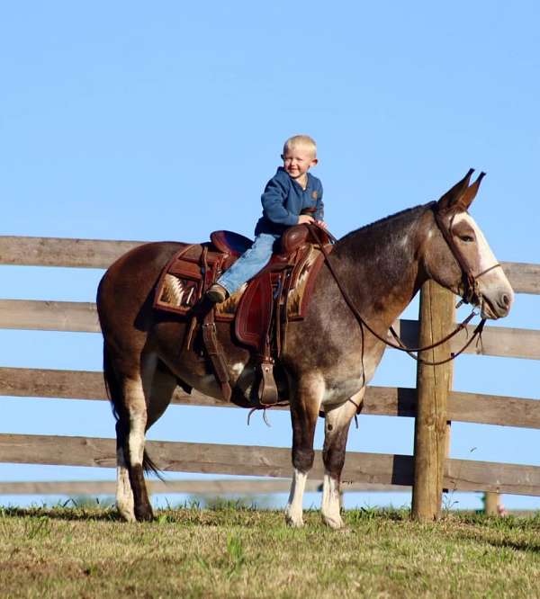 buckskin-none-horse