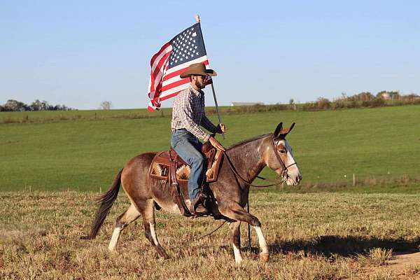 all-around-quarter-horse