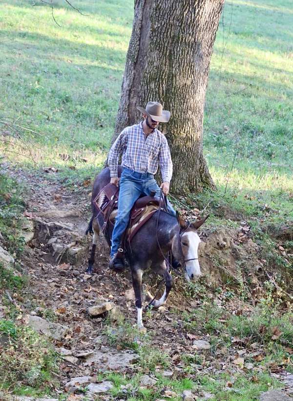 husband-safe-quarter-horse