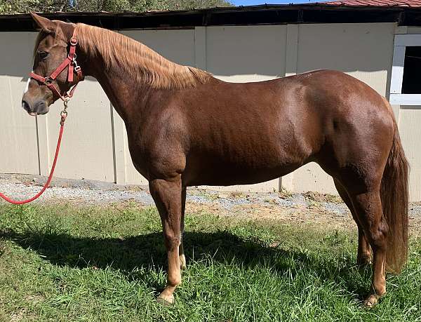 ranch-quarter-horse