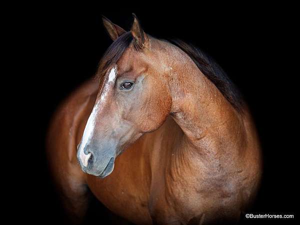 bay-roan-none-horse