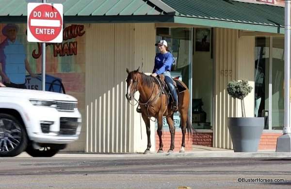 beginner-safe-quarter-horse