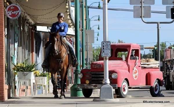 trail-quarter-horse