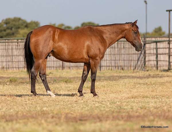 all-around-quarter-horse