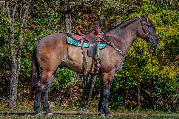 ranch-work-quarter-horse