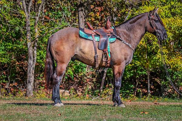 beginner-safe-quarter-horse