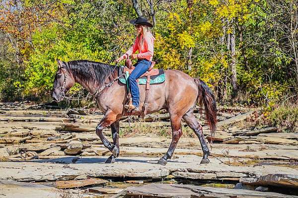 dark-feet-quarter-horse