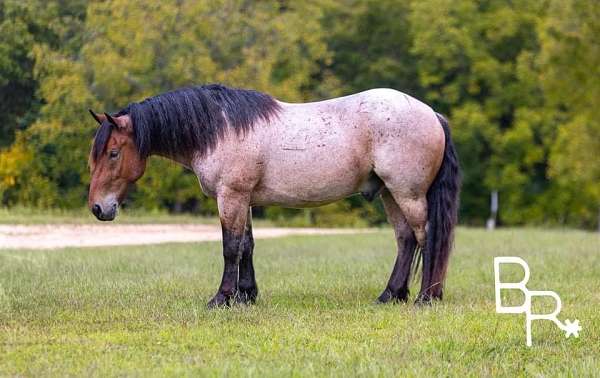 bay-roan-none-horse