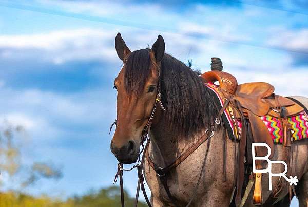 beginner-safe-quarter-horse