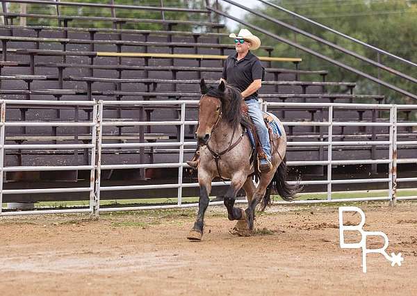 experienced-quarter-horse