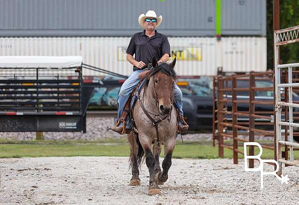 flashy-quarter-horse