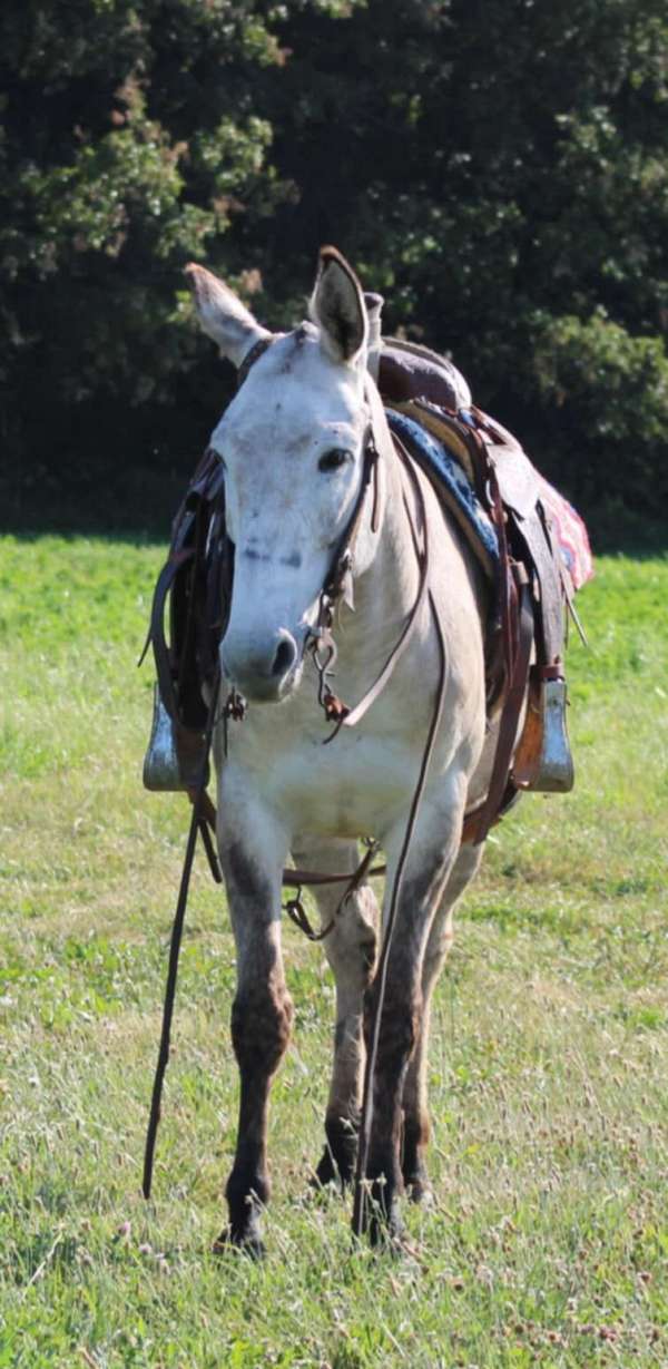 beginner-safe-quarter-horse