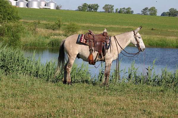 ranch-work-quarter-horse