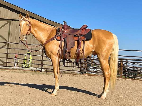 athletic-saddlebred-horse