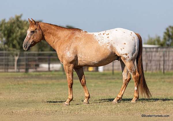 dun-blanket-horse