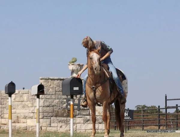 flashy-quarter-horse