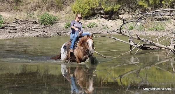 husband-safe-quarter-horse