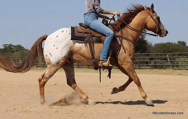 kid-safe-quarter-horse