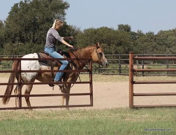 ranch-quarter-horse