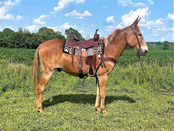 gaited-trail-riding-mule