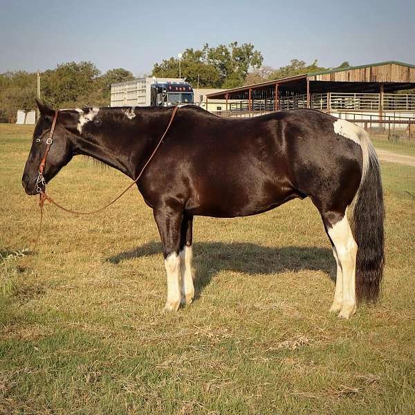 black-4-stockings-horse