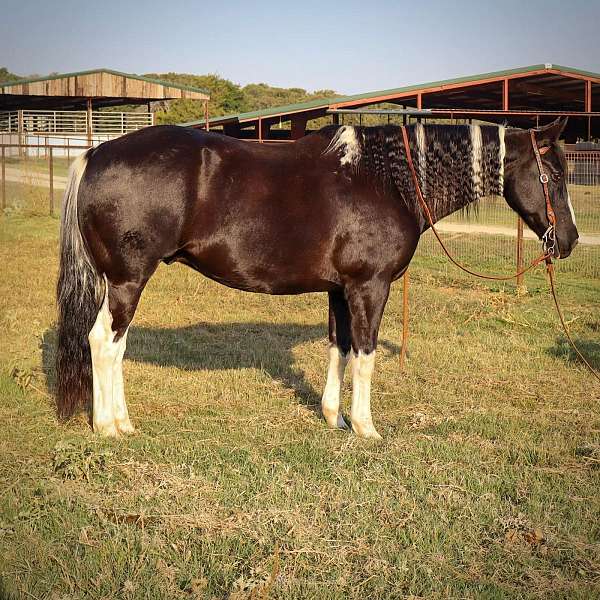 black-tobiano-horse