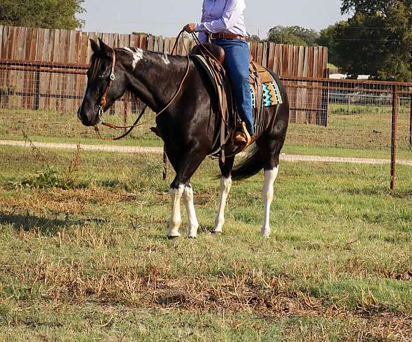 family-horse-quarter