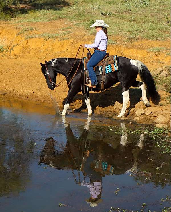 paint-quarter-horse