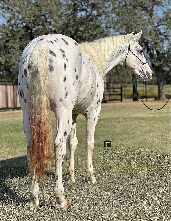 black-tobiano-horse