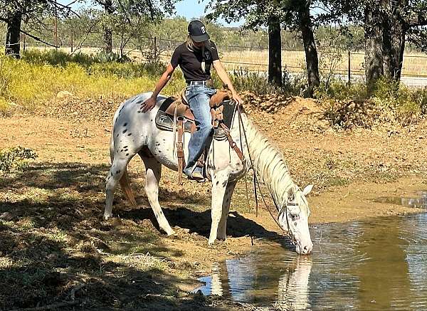 quarter-horse