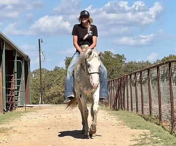 ranch-work-quarter-horse