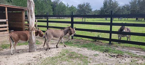 donkey-filly