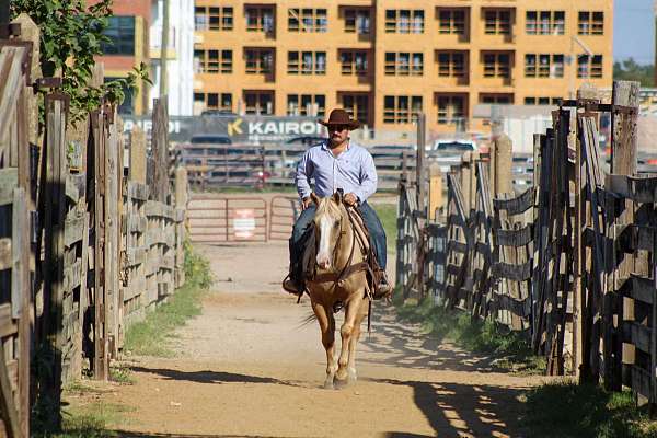 palomino-blaze-horse