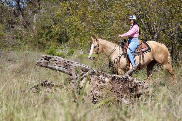 athletic-quarter-horse