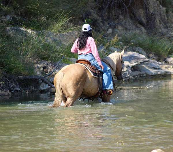 husband-safe-quarter-horse