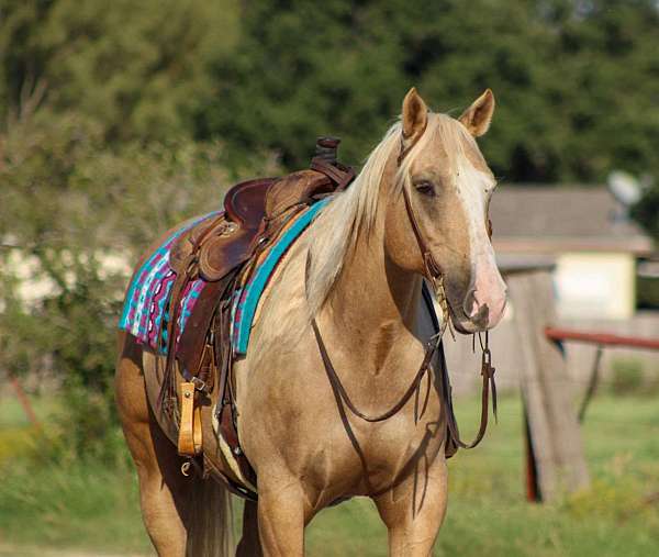 ranch-quarter-horse