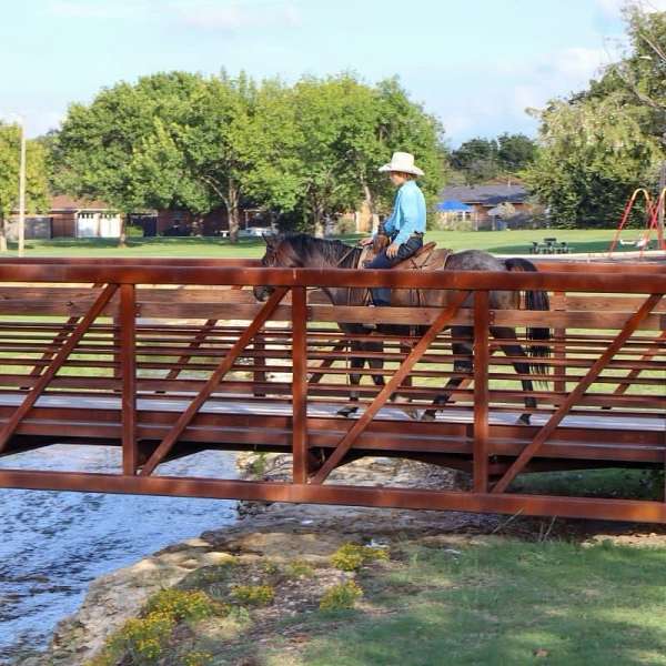 beginner-safe-quarter-horse