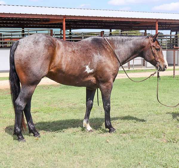 ranch-work-quarter-horse