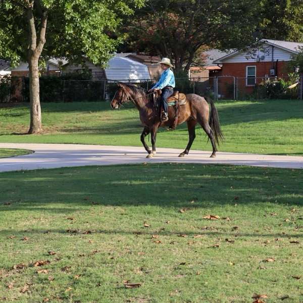 family-horse-quarter