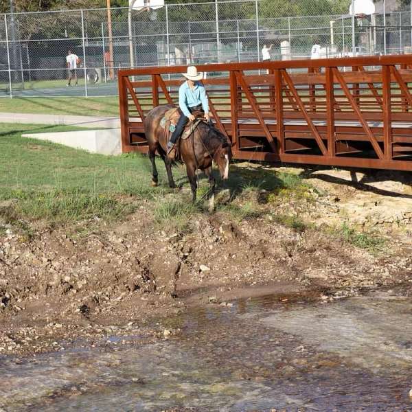 all-around-quarter-horse