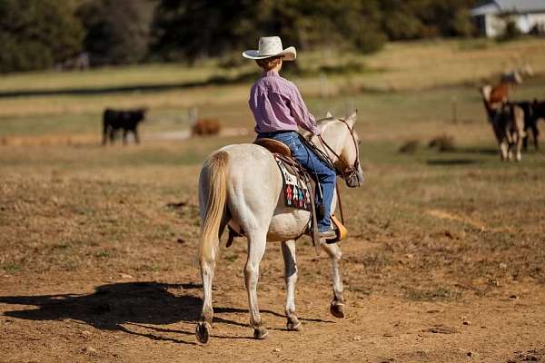 beginner-safe-quarter-horse