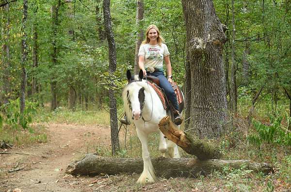 gelding-gypsy-vanner-horse